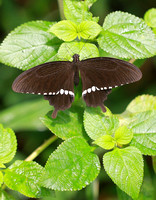 香港 ~ Papilio polytes (Common Mormon) at Fung Yuen Butterfly Reserve