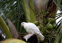 Hainan - White Pigeons in Coconut Palms