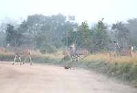 Greater Kudu Crossing a Track