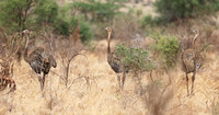Meru — Three Lady Ostriches