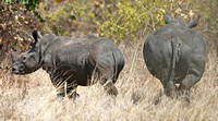 Meru — Rhino Departure