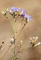 Meru — Meru Blue Wildflowers
