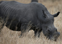 Grazing White Rhino