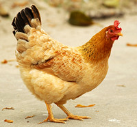 Hainan - Chicken in Sanya Egret Park