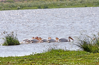 Amboseli — Pelecanus onocrotalus on Lake Leakey