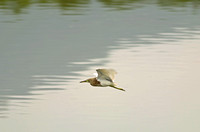 Hainan - Ardeola bacchus (Chinese Pond Heron) in Flight
