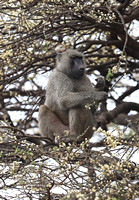 Meru — Papio anubis Eating Acacia Flowers