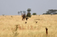 Meru — Panthera leo in the Grass