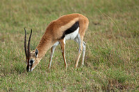 Kenya - Thomson's Gazelle Grazing