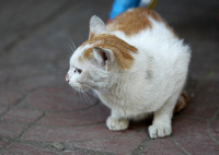 Hainan - Haikou Street Cat