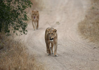 Two Manyeleti Lionesses