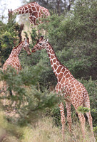 Meru — Giraffa camelopardalis reticulata