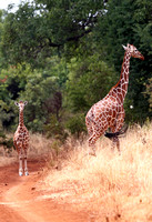 Meru — Reticulated Giraffe Mother and Child