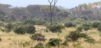 Meru — Elephants Passing Giraffes