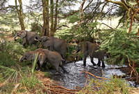 Meru — Elephants Fording the Murera River
