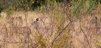 Meru — Female Lesser Kudu