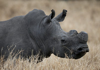 Grazing Male Ceratotherium simum