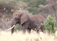 Meru — Elephants Great & Small