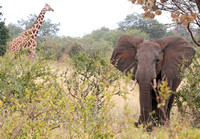 Meru — Reticulated Giraffe and African Elephant