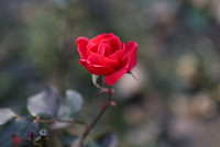 Late November Roses - by EOS 1D X