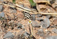 Meru — Final Meru Butterflies
