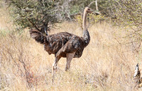 Meru — Female Somali Ostrich