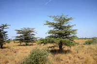 Meru — Layered Acacias in Murera Plains