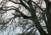 Circaetus cinereus in Flight