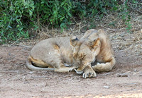 Samburu — Two Resting Lionesses