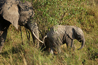 Kenya - Grazing Elephant & Baby at Close Range
