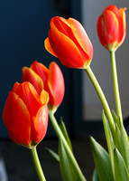 New Year's Day Tulips  -  Thirteen for 2013