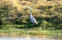 Ardea melanocephala