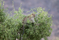 Samburu — A Leopard's Aloft