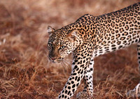 Samburu — A Female Leopard Strides Past