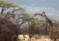 Samburu — Giraffe in the Uplands