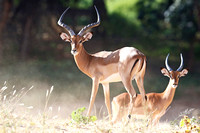 Samburu — Impala Bachelor Herd