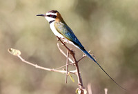 Samburu — Merops albicollis