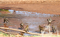 Samburu — Near the Ewaso Nyiro River