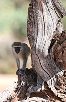 Samburu — Vervet Monkey in Buffalo Springs