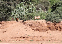 Samburu — Two Lionesses on the Opposite Bank