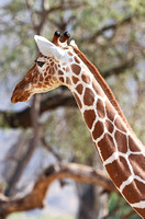 Samburu — Buffalo Springs Reticulated Giraffe