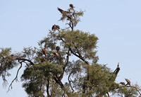 Samburu — Buffalo Springs Vultures