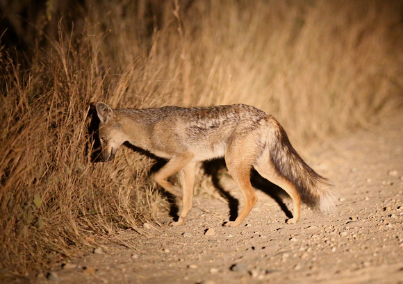 Downward Glance of a Jackal