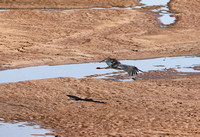 Samburu — Ciconia nigra