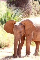 Samburu — Buffalo Springs Elephants