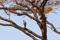 Samburu — Hunting Raptor