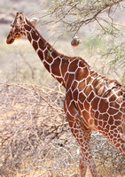 Samburu — Reticulated Giraffes at Midday