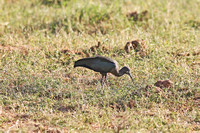 Samburu — Hadada Ibis