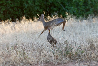 Samburu — Spurfowl Family and Male Dik-dik