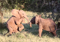 Samburu — Elephant Baby Intense Interaction